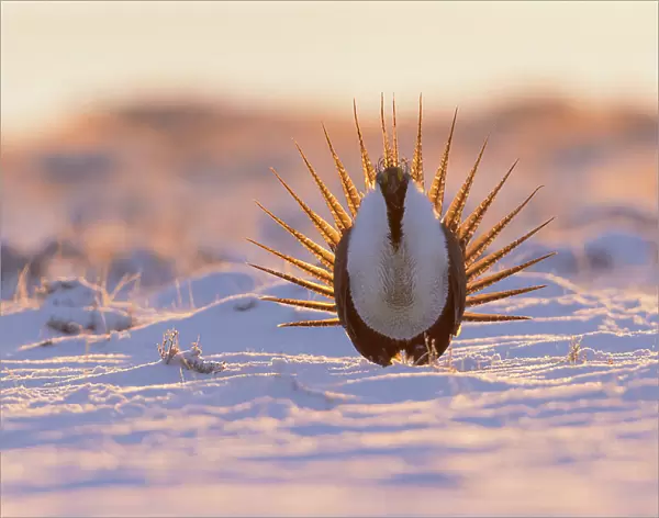 Greater sage-grouse, courtship display