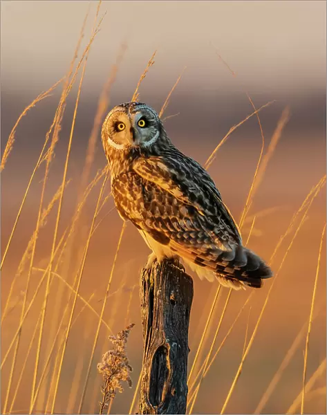 Short-eared owl perched on fence post, Prairie Ridge State Natural Area, Marion County, Illinois. Date: 09-12-2020