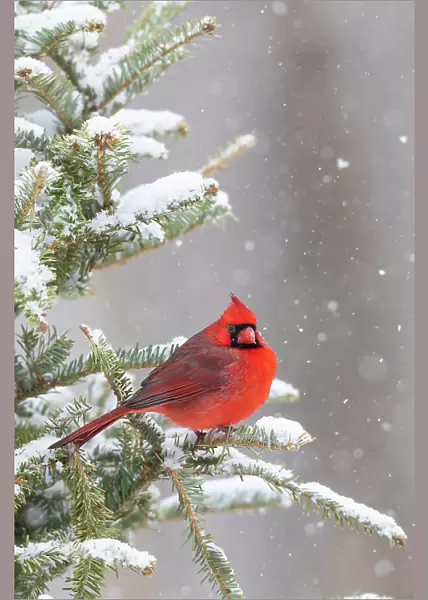 Northern cardinal male in spruce tree in winter snow, Marion County, Illinois. Date: 27-01-2021