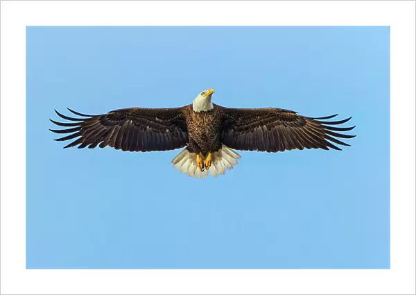 Bald eagle flying, Florida Date: 10-01-2019