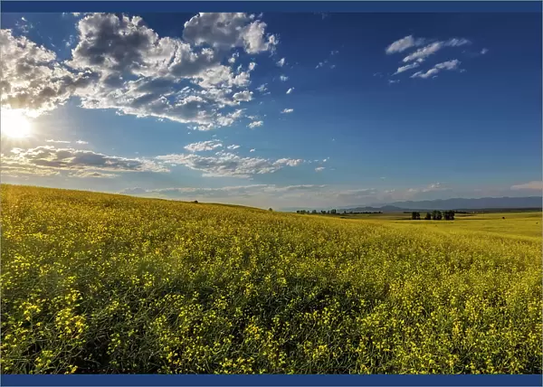 Flowering canola in the Flathead Valley, Montana, USA Date: 05-07-2021