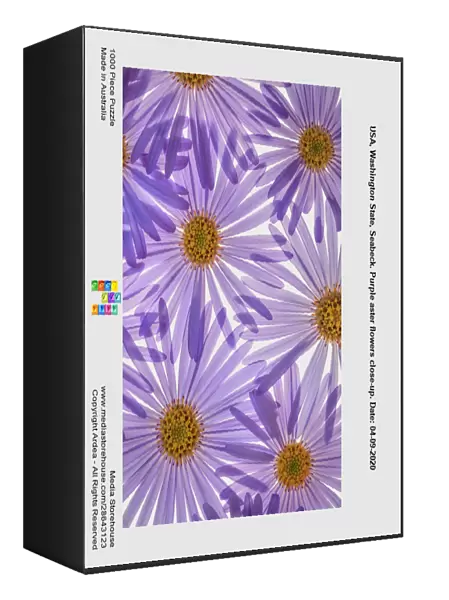 USA, Washington State, Seabeck. Purple aster flowers close-up. Date: 04-09-2020
