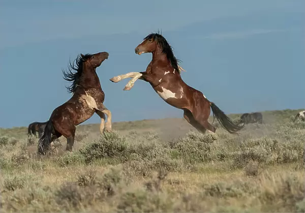 USA, Wyoming. Wild horse stallions fighting. Date: 08-06-2021