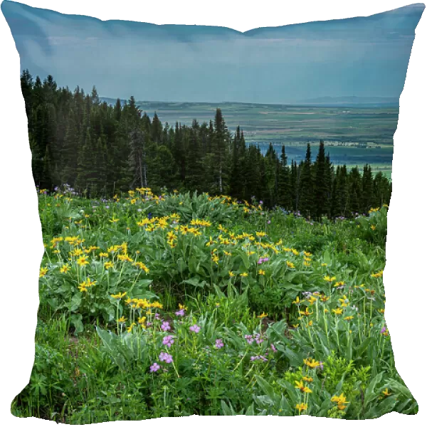 USA, Wyoming. Wildflowers and view of Teton Valley, Idaho, summer, Caribou-Targhee National Forest Date: 13-07-2019