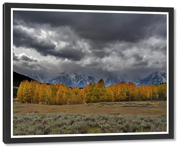 USA, Wyoming. Landscape of Golden Aspen Trees and snowy peaks, Grand Teton National Park Date: 05-10-2019