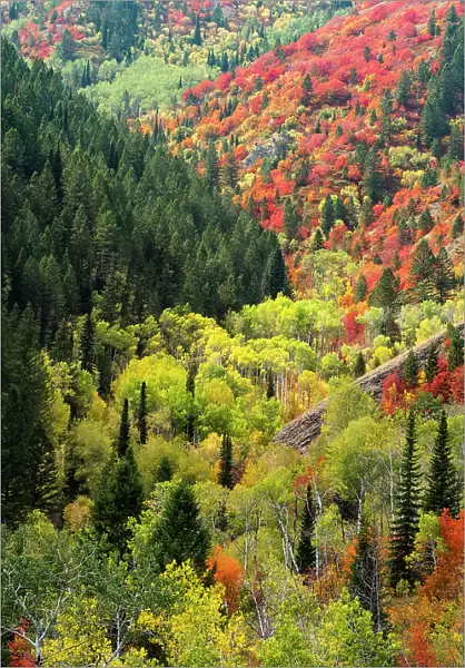 USA, Wyoming. Colorful autumn foliage of the Caribou-Targhee National Forest. Date: 22-09-2020