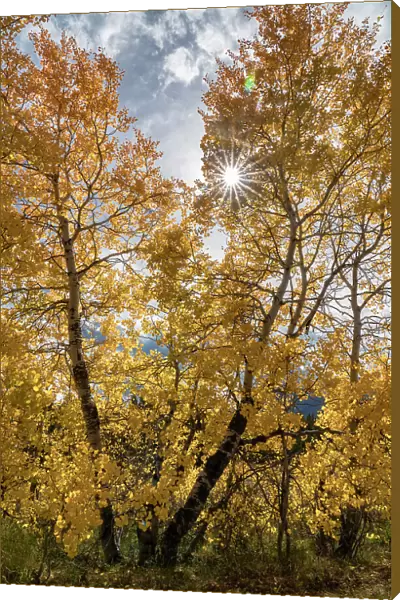 USA, Wyoming. Sunburst through the autumn aspen, Grand Teton National Park. Date: 26-09-2020