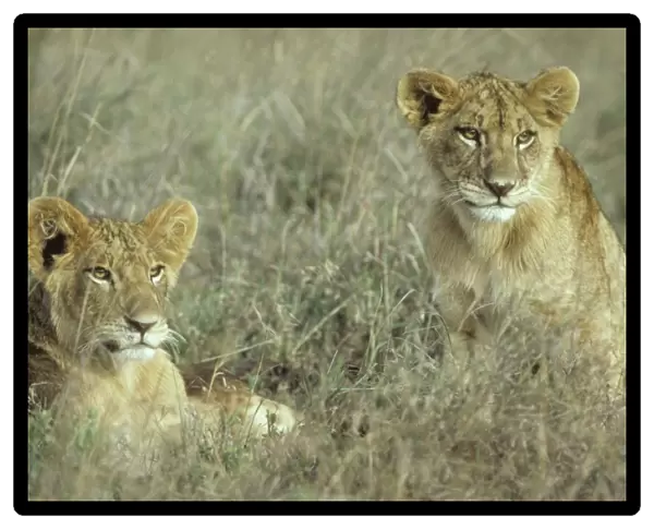 Lion - 2 cubs - resting - Nairobi National Park - Kenya