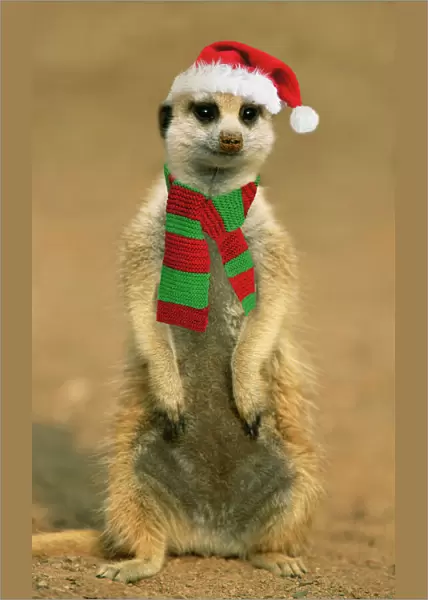 Suricate - on hind legs wearing Christmas hat & scarf