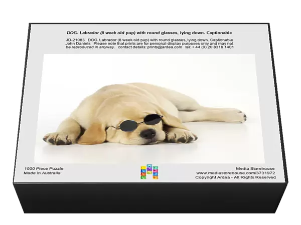 DOG. Labrador (8 week old pup) with round glasses, lying down. Captionable