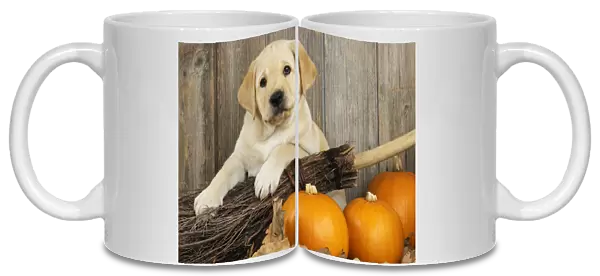 DOG. Labrador (8week old pup) with pumpkins