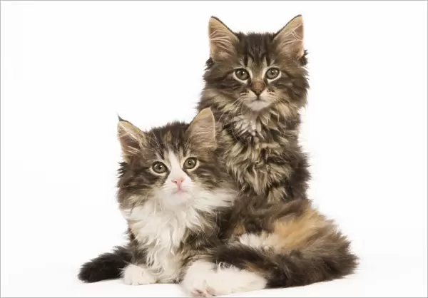 Cat - Norwegian Forest Cat kittens