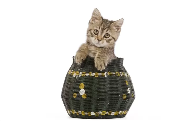 Cat - 8 week old British shorthair kitten in studio in wicker basket