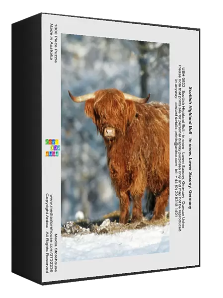 Scottish Highland Bull - in snow, Lower Saxony, Germany