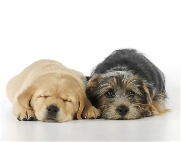 DOG. Yellow labrador puppy laying next to norfolk terrier puppy