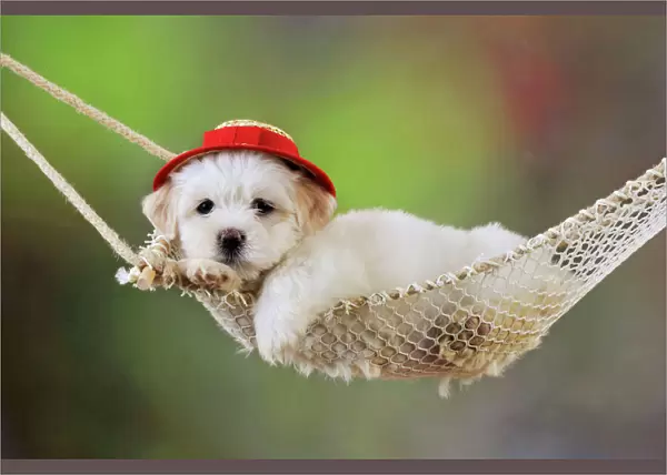 Dog. White teddy bear puppy in a hammock wearing red hat