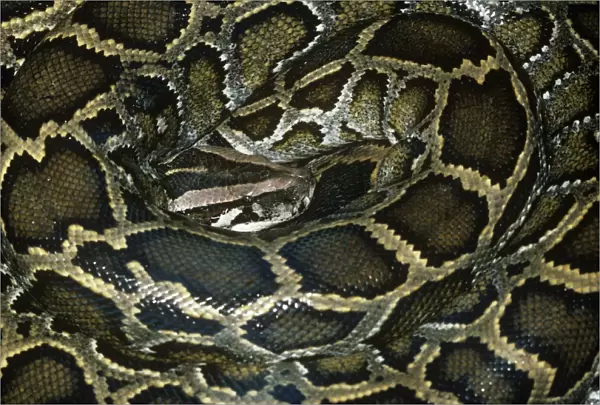 African Rock Python - coiled up