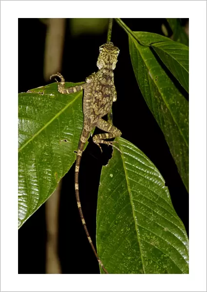Short-crested forest dragon is asleep on a leaf in the undegrowth of the primary rainforest in river Danum Vallley Conservation Area, typical night scene; Sabah, Borneo, Malaysia; June. Ma39. 3229