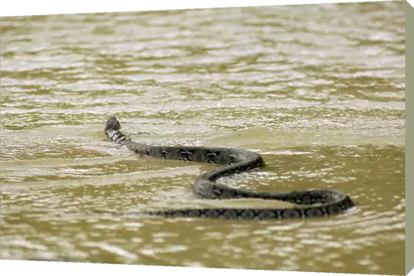 A Reticulated Python swims from a small freshwater-stream into a sea, to move between parts of island shore; typical in Tioman Island, 30 km east off peninsula Malaysia in South China Sea; June. Ma39. 3821
