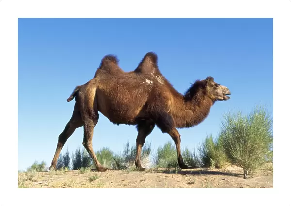Bactrian Camel Gobi desert, Mongolia