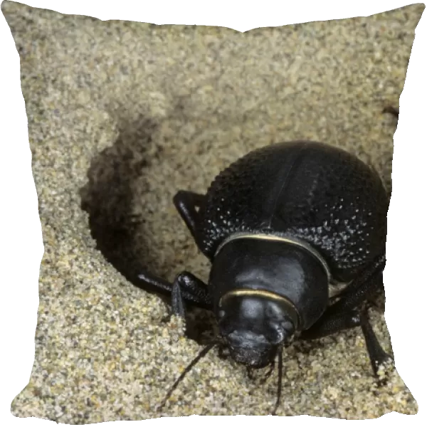Darkling Beetle - emerges from day shelter in sand where he buries itself to escape heat of the day - sand dunes of Karakum desert - Turkmenistan - Spring - March Tm31. 0474