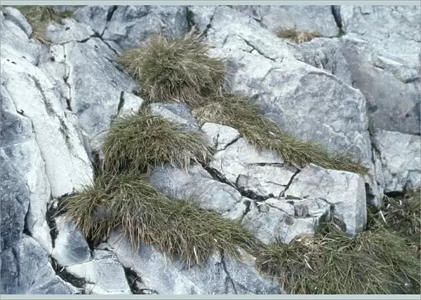 Antarctic Hair Grass Torgesen Island, Antarctica