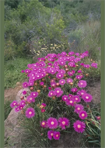 Shrubby Mesemb - flowering after heavy spring rains Eastern Cape, South Africa. Fam:Aizoaceae Genus: Mesembryanthemum