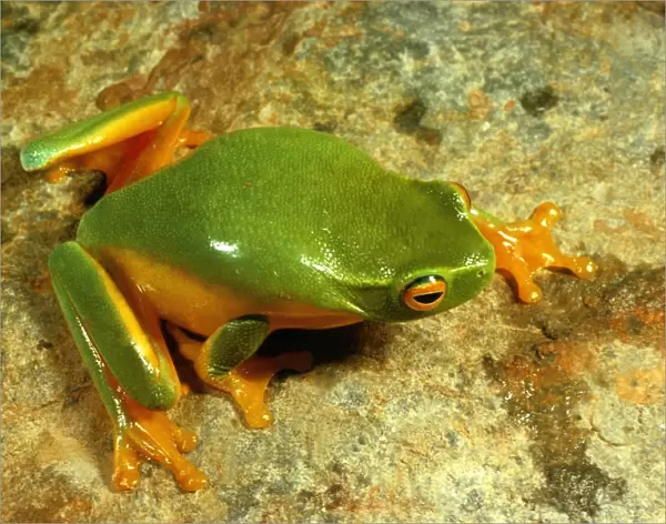 Dainty green treefrog