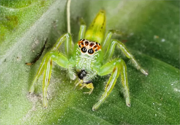 Jumping spiders (family Salticidae) are common inhabitants of houses and gardens in tropical Australia. This one has just caught an insect and is beginning to feed on it. Townsville, Queensland, Australia