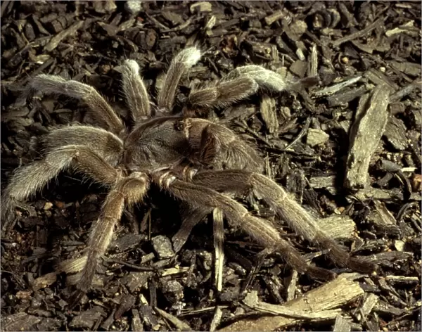 Barking spider  /  Bird-eating spider - Also called whistling spider as it makes an audible hiss if disturbed
