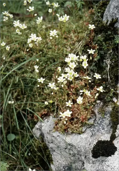 Mossy Saxifrage - rare in UK. Status vulnerable