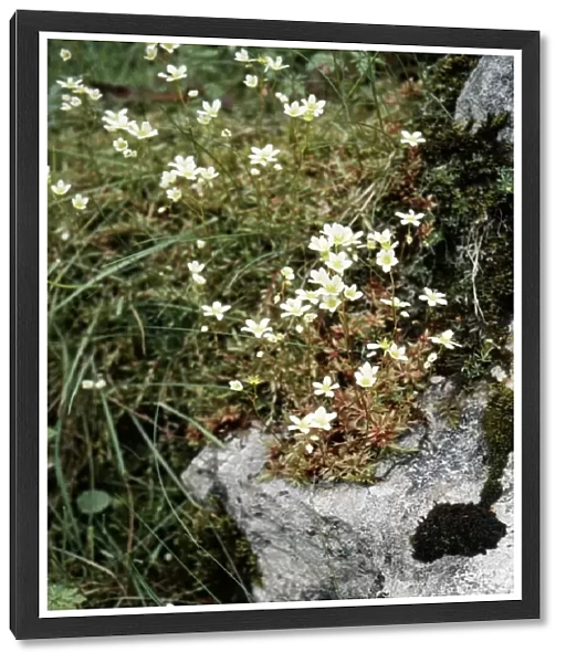 Mossy Saxifrage - rare in UK. Status vulnerable
