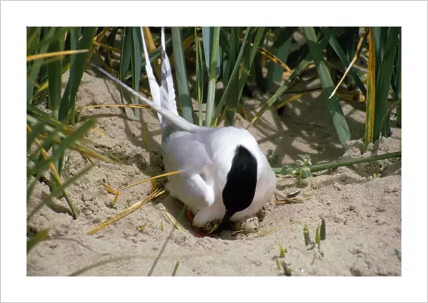 Roseate Tern - on nest with eggs