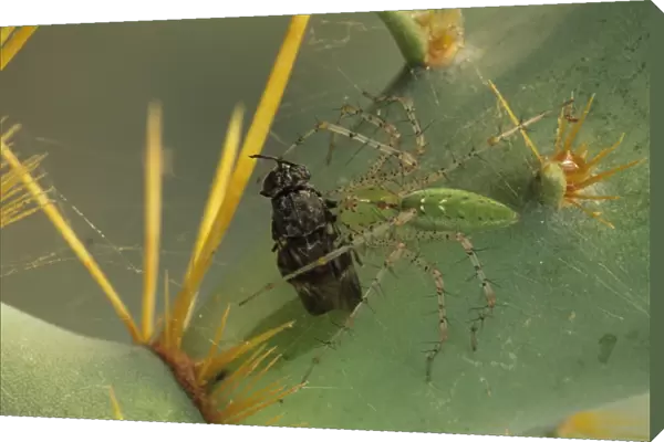 Green Lynx Spider - On prickly pear with captive prey - Arizona, USA - Preys on invertebrates attracted to blossoms - Ambush predator
