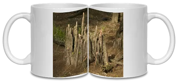 Tree stump - Bald Cypress Tree - 'knees' - Louisiana, USA - Found in southern U. S. and Mexico - occasionaly reaches 150 feet in height - wood very durable and used in construction, railways ties posts