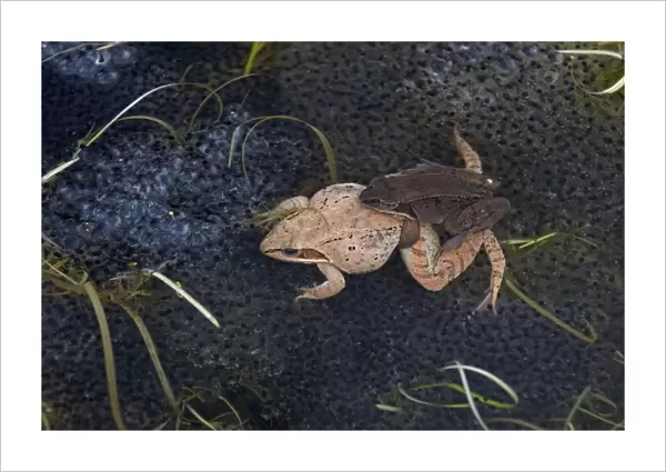 Wood Frogs - pair in amplexus - New York - Widespread in Northeastern U. S. and Canada to Alaska - disjunct populations found in Colorado - Wyoming - Alabama - North Dakota - Ranges farther north than any other North American reptile
