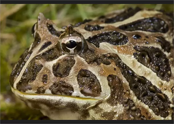 Cranwell's Horned Frog - Native to South America