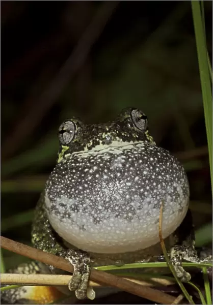 Gray Tree Frog (Hyla versicolor) - Calling to attract mate - New York - USA
