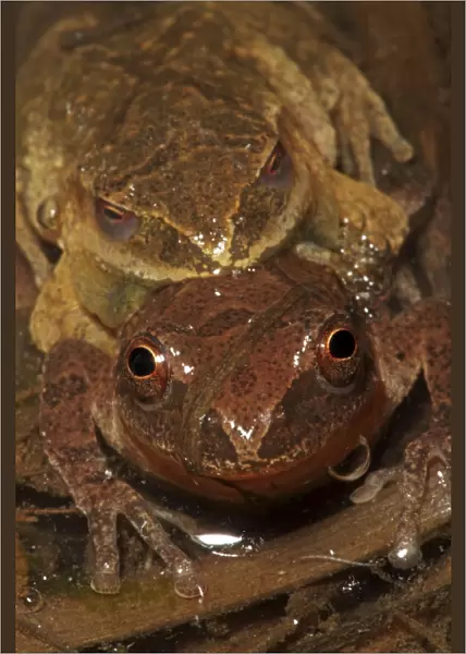 Spring Peepers (Pseudacris crucifer) - Pair in amplexus - New York - USA - Quite small chorus frog - Seldom seen - Emerges during the first rains of the year - Mating season from March to May - Emits a distinctive loud rising