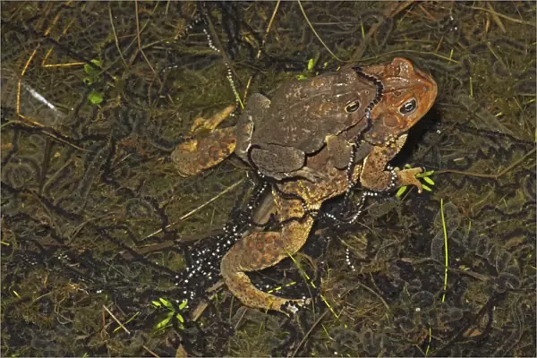 American Toad (Bufo americanus) - Pair in amplexus - Female laying eggs - New York - USA - 'Hop toad' - Widespread and abundant in eastern United States and Canada - Found in suburban backyards to woodland