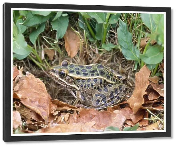 Southern Leopard Frog Southeastern USA