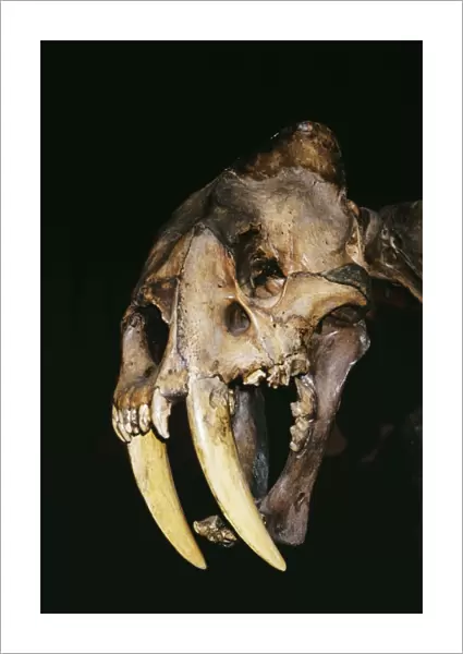 Sabre-tooth Tiger Skull - Prehistoric