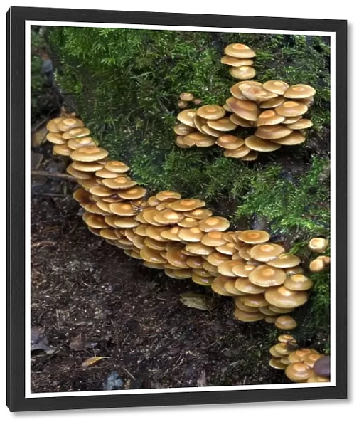 Fungi Galerina mutabilis on stump in deciduous woods October Knapp Wood Nature Reserve E. Sussex, UK