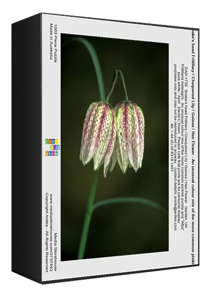 Snake's head Fritillary  /  Chequered Lily  /  Guinea  /  Hen Flower - An unusual colour mix of the more common pinkish purple and 'Alba' pure white - April West Sussex Garden, UK
