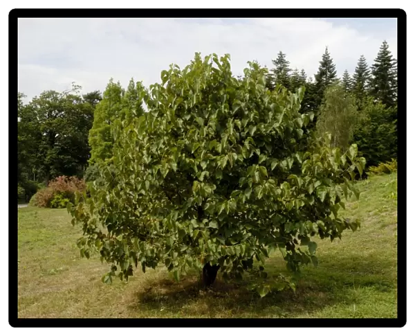 White Mulberry - approx. 10 years old, and seen at The National Pinetum, Bedgebury, Kent, UK. Aug
