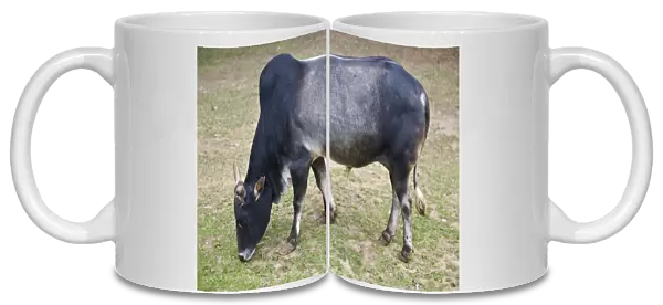 Dwarf Zebu - A development of the sacred cattle of India with the characteristic hump over shoulder