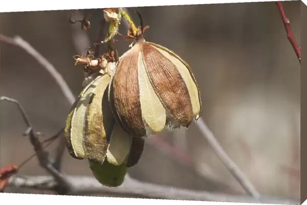 Kapok - Mature fruit splitting and releasing silky hairs embedded with seeds. Each seed has a parachute which can be dispersed by the wind. This species prefers rocky hill slopes and ridges