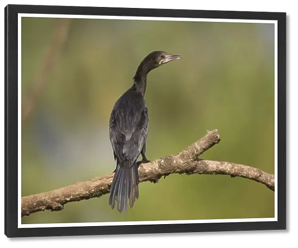 Little Cormorant - on branch