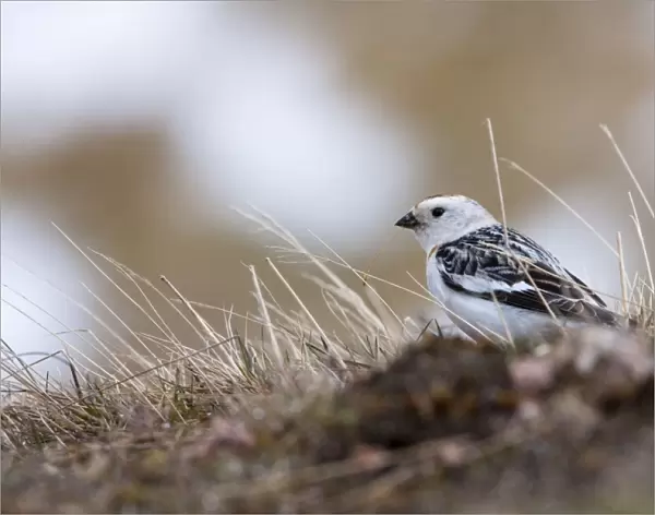 Snow Bunting - adult male feeding on mountain slopes with snow in background, Cairngorms, Scotland, UK