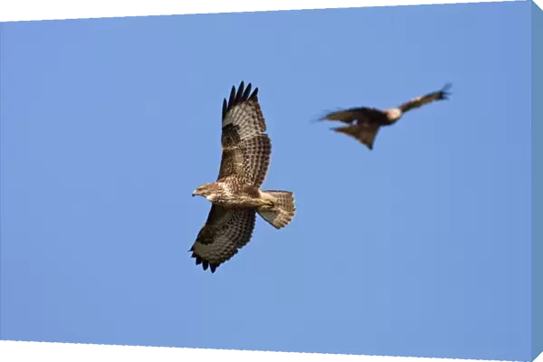 Common Buzzard - adult in flight soaring with red kite (Milvus milvus) in background, Powys, Wales, UK